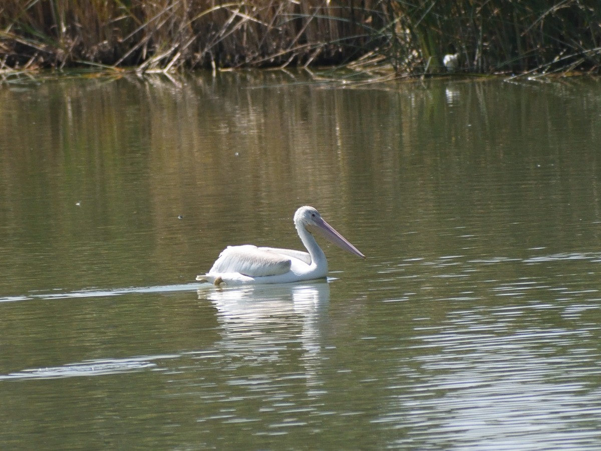 American White Pelican - ML643610182