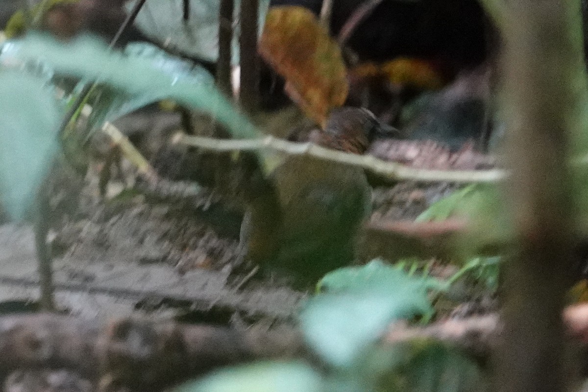 Black-faced Antthrush - ML643610210