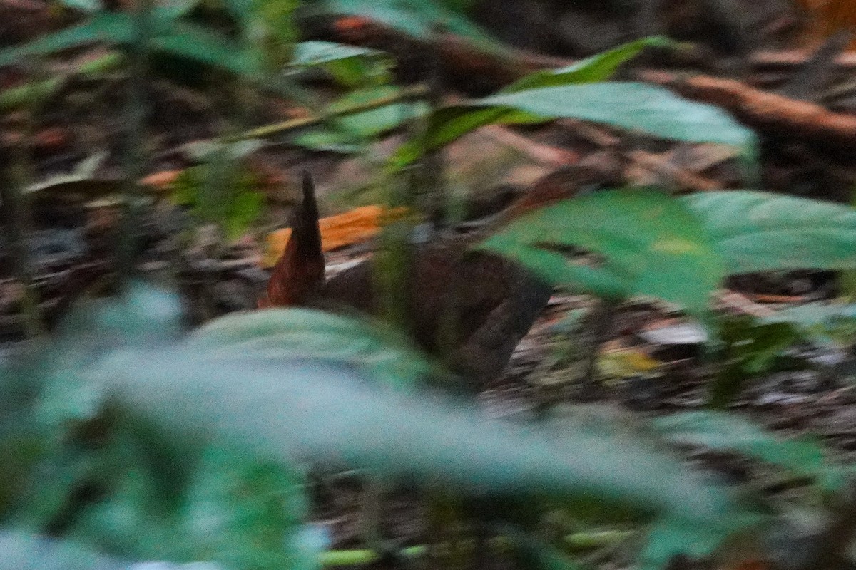Black-faced Antthrush - ML643610211
