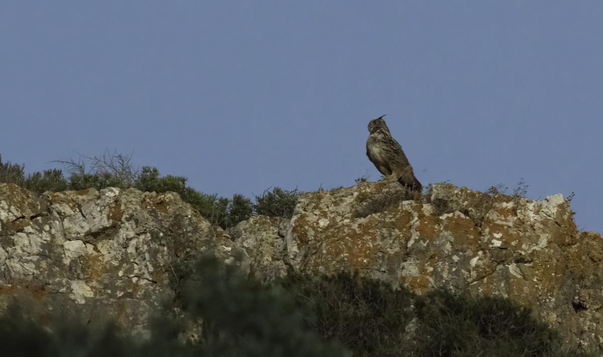 Eurasian Eagle-Owl - ML643610247