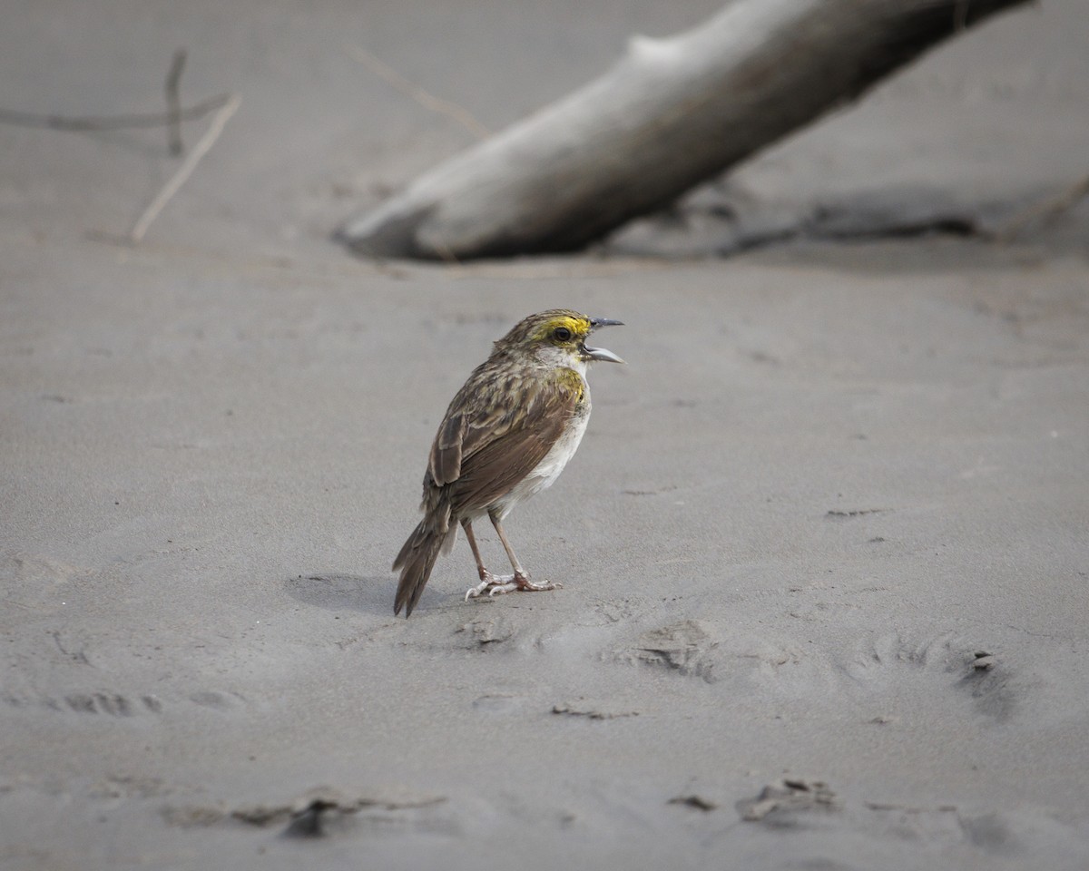 Yellow-browed Sparrow - ML643610251