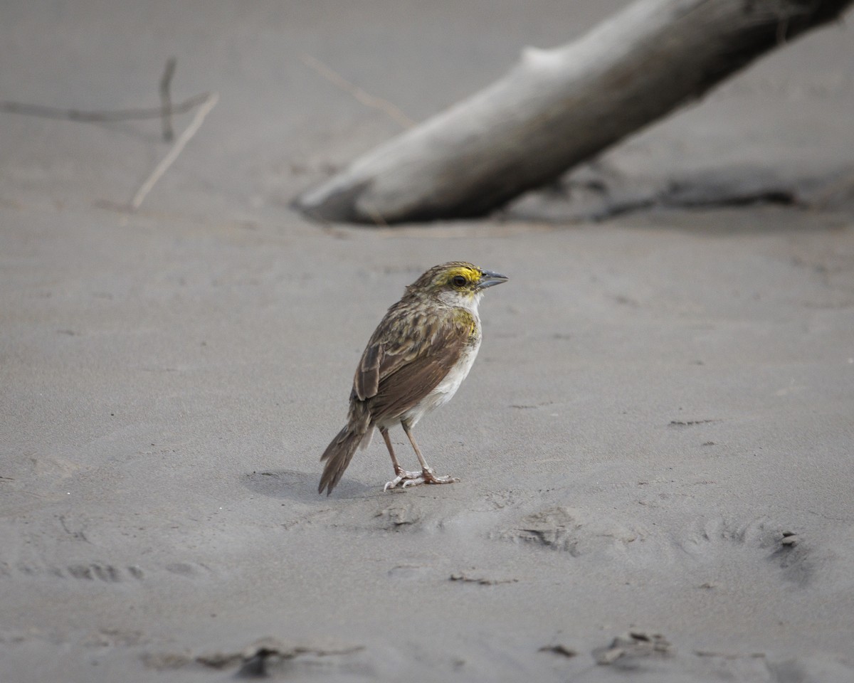Yellow-browed Sparrow - ML643610253