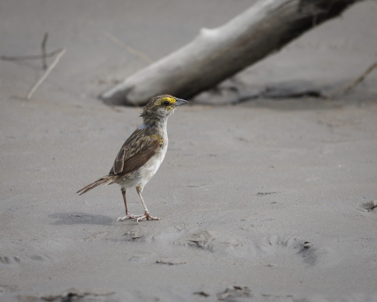 Yellow-browed Sparrow - ML643610254