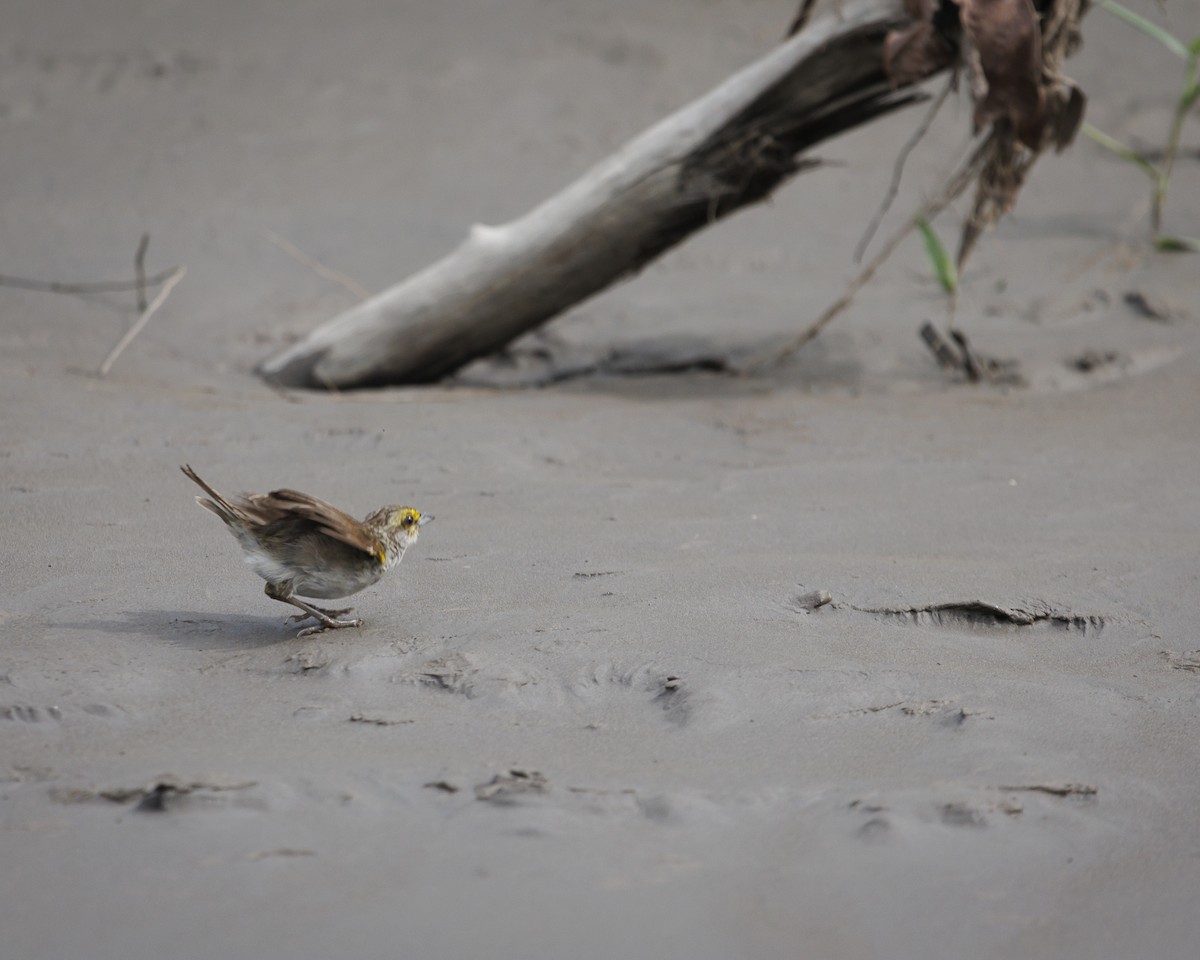 Yellow-browed Sparrow - ML643610255