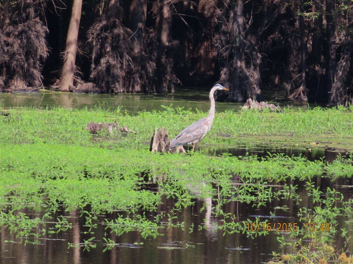 Great Blue Heron - ML643610267