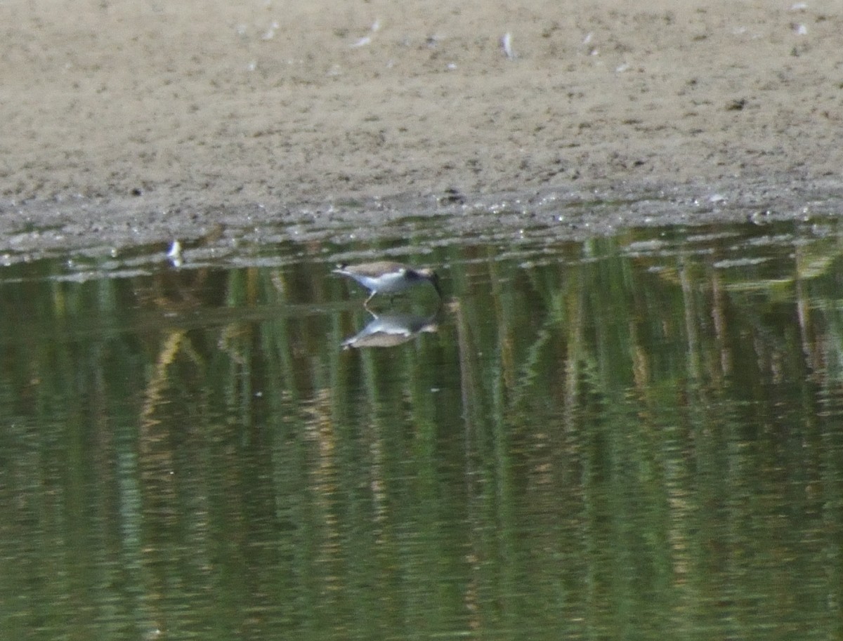 flekksnipe - ML643610268