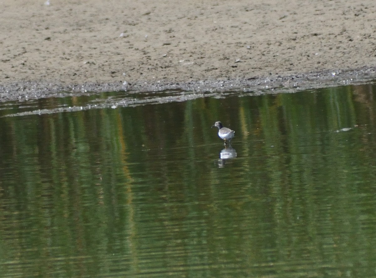 flekksnipe - ML643610281