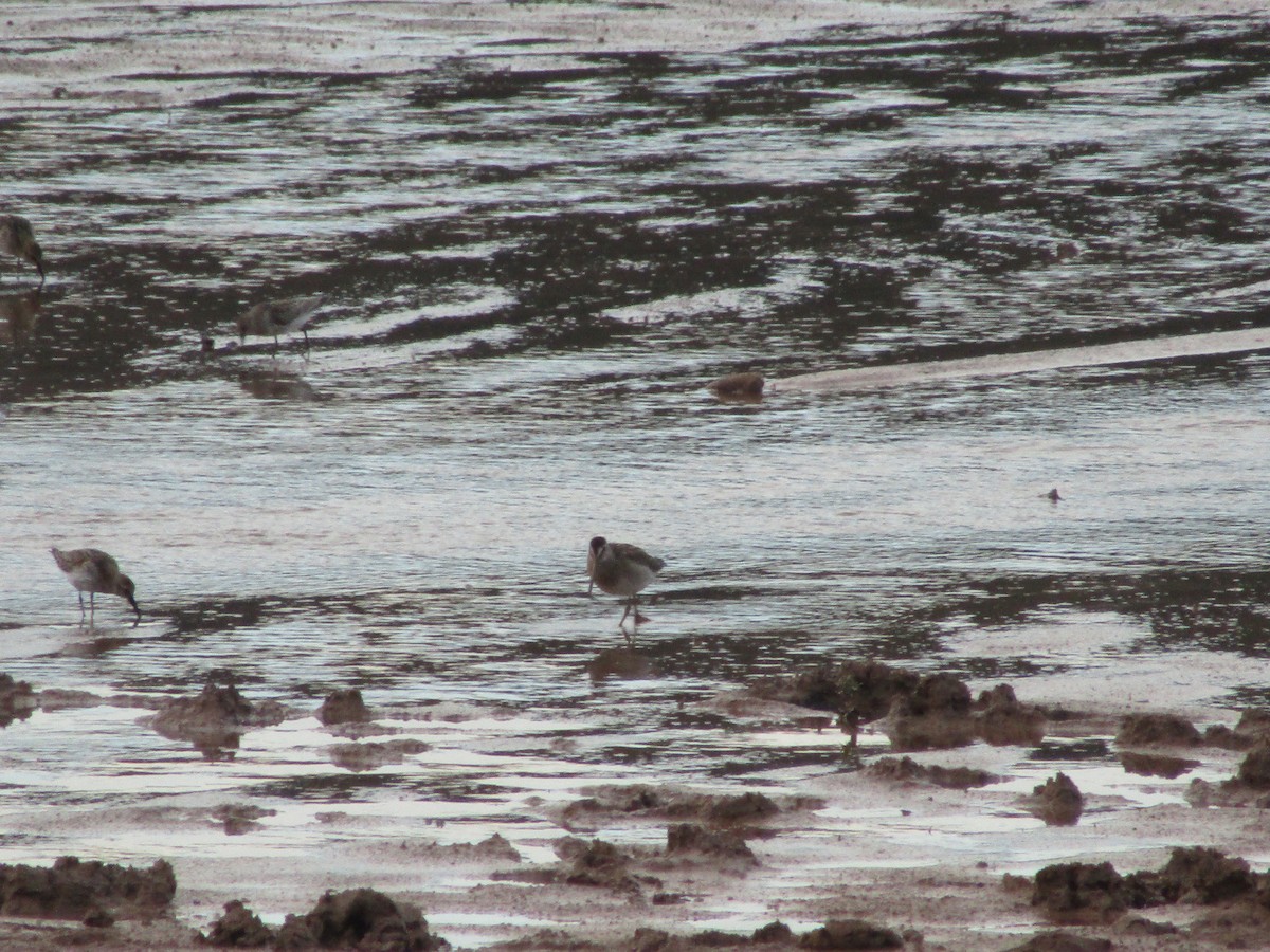 Short-billed Dowitcher - ML643610283