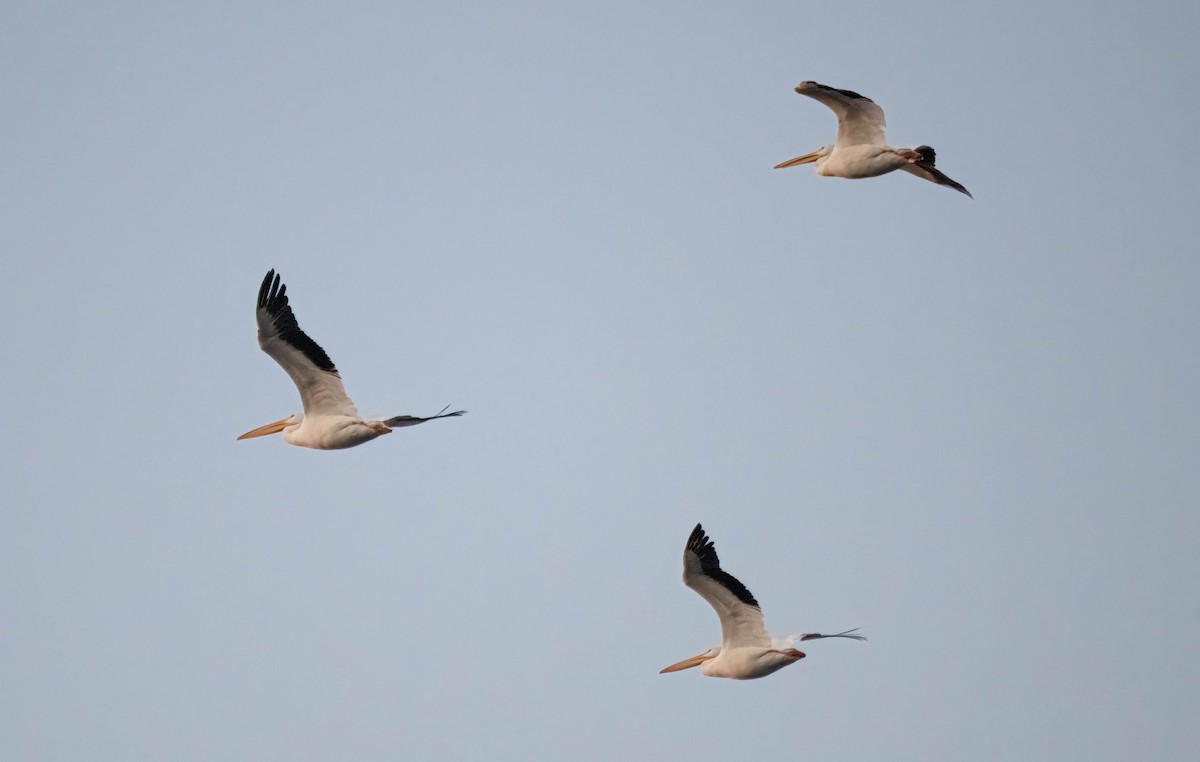 American White Pelican - ML643610304