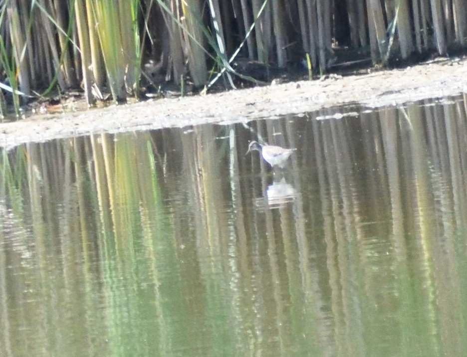 flekksnipe - ML643610305