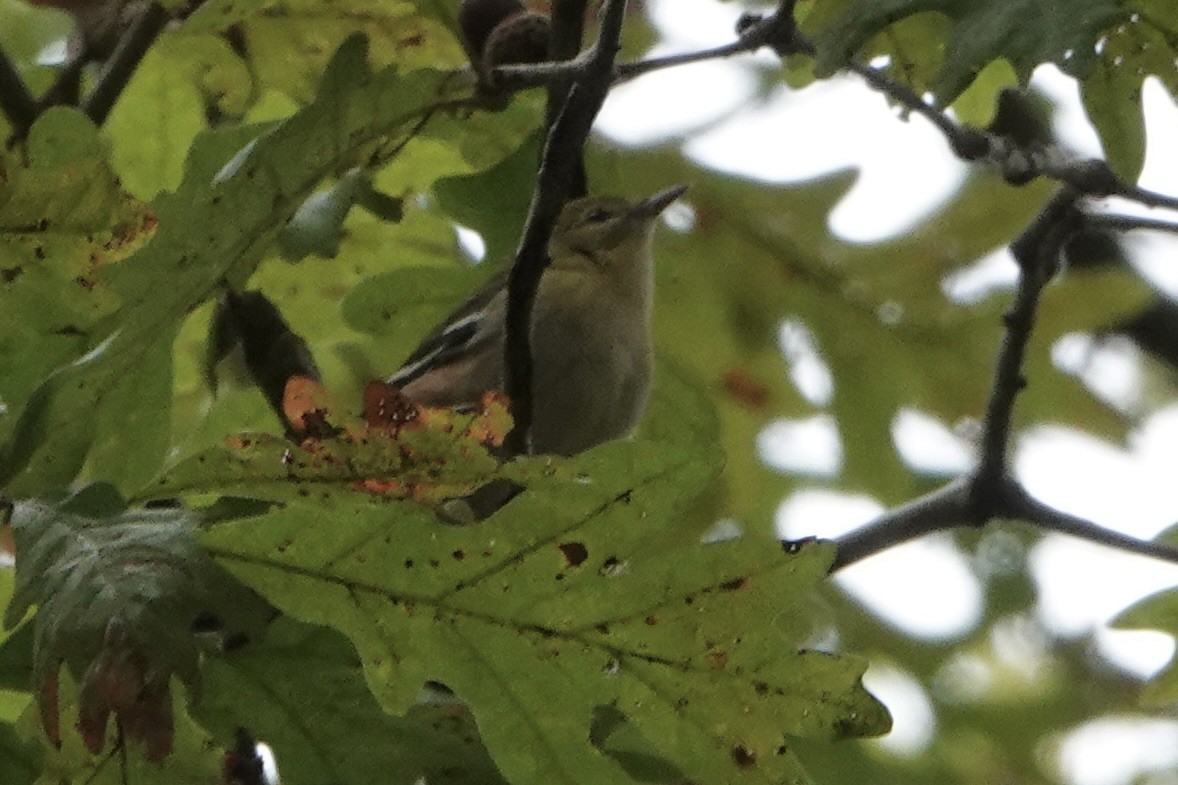 Bay-breasted Warbler - ML643610313