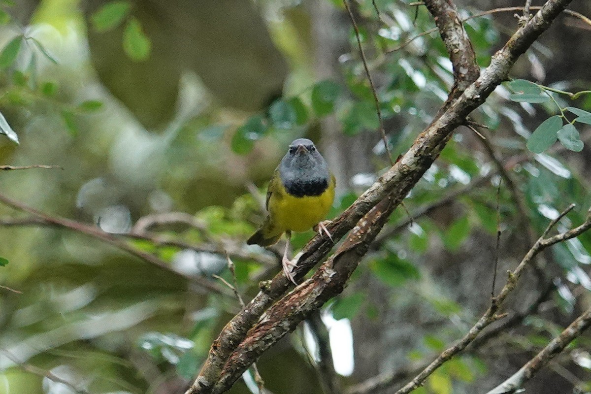 Mourning Warbler - ML643610314