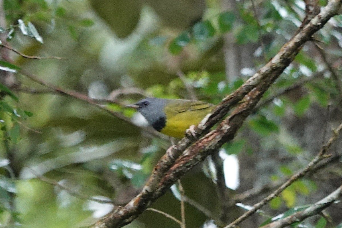 Mourning Warbler - ML643610315