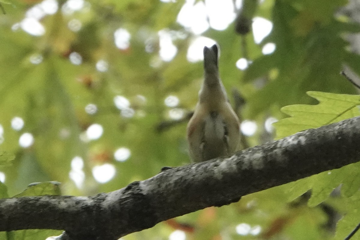 Bay-breasted Warbler - ML643610316