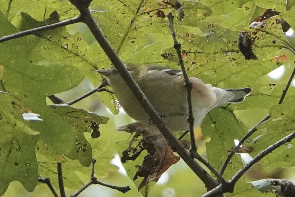Bay-breasted Warbler - ML643610317