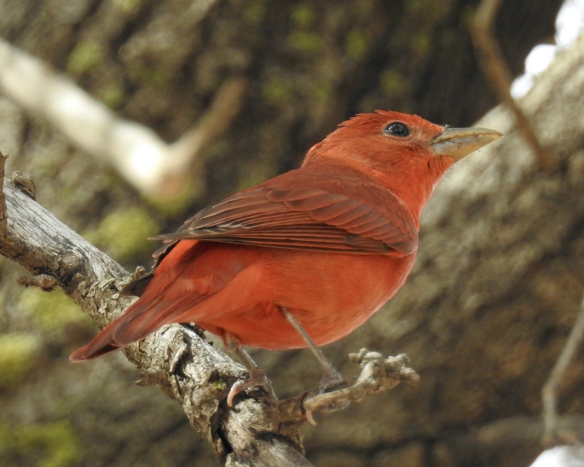 Summer Tanager - ML643610335