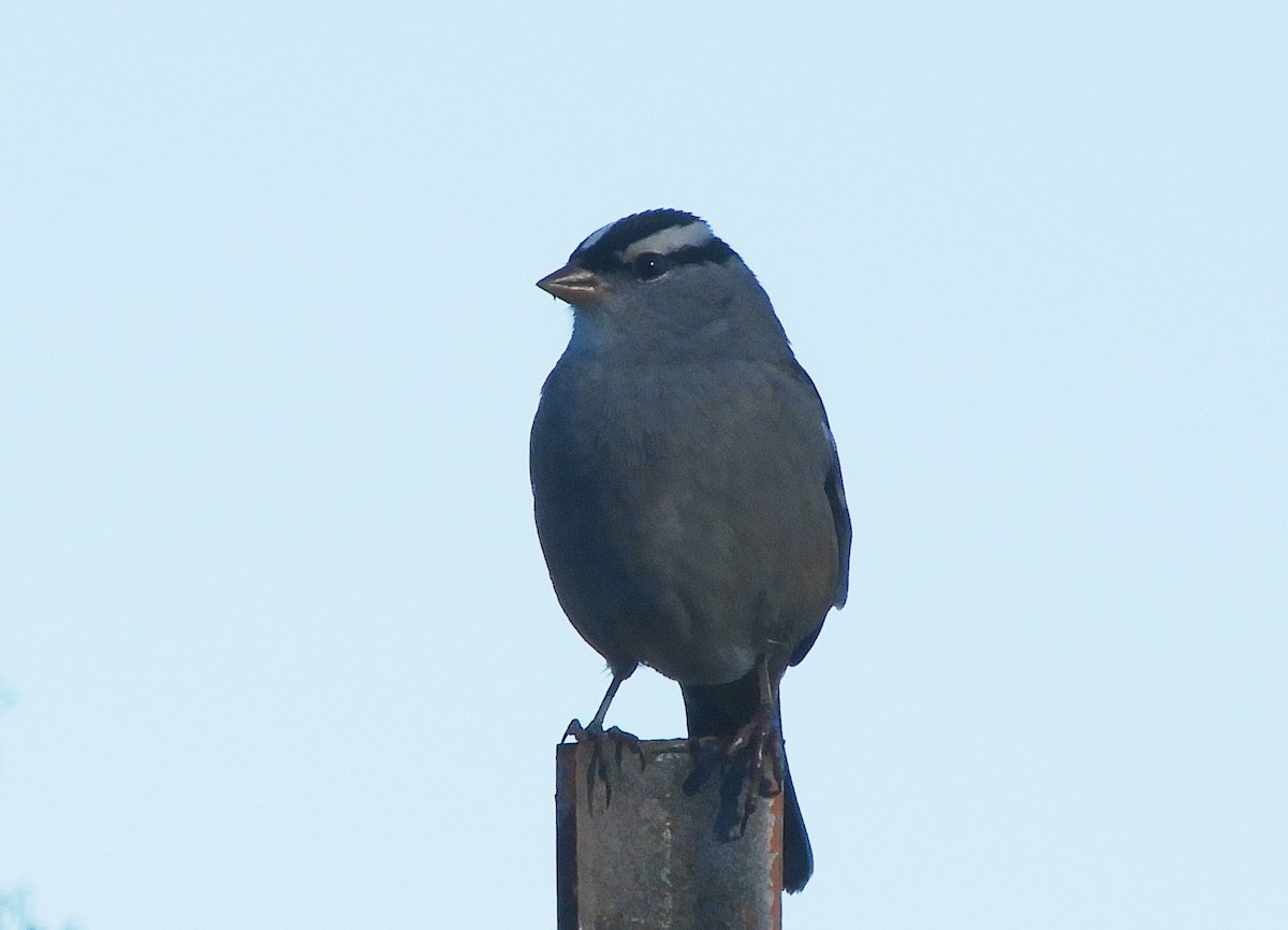 גיבתונית לבנת-כיפה - ML643610336