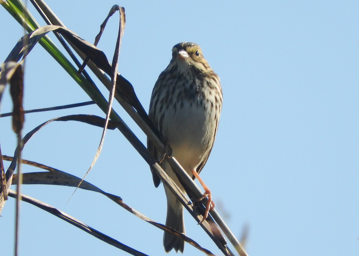 גיבתונית ערבות - ML643610350