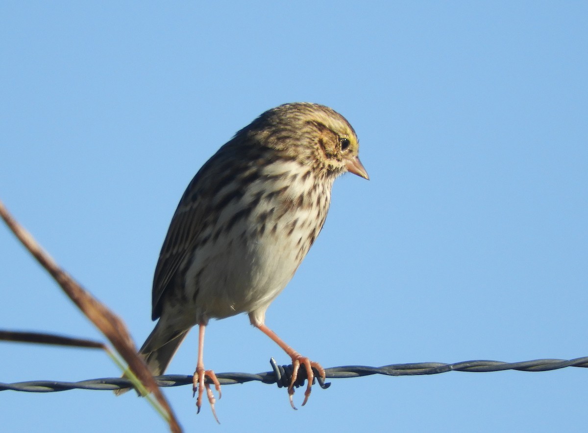 גיבתונית ערבות - ML643610351
