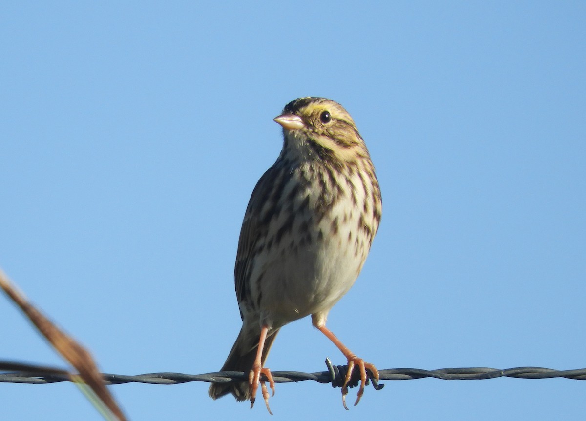 גיבתונית ערבות - ML643610352