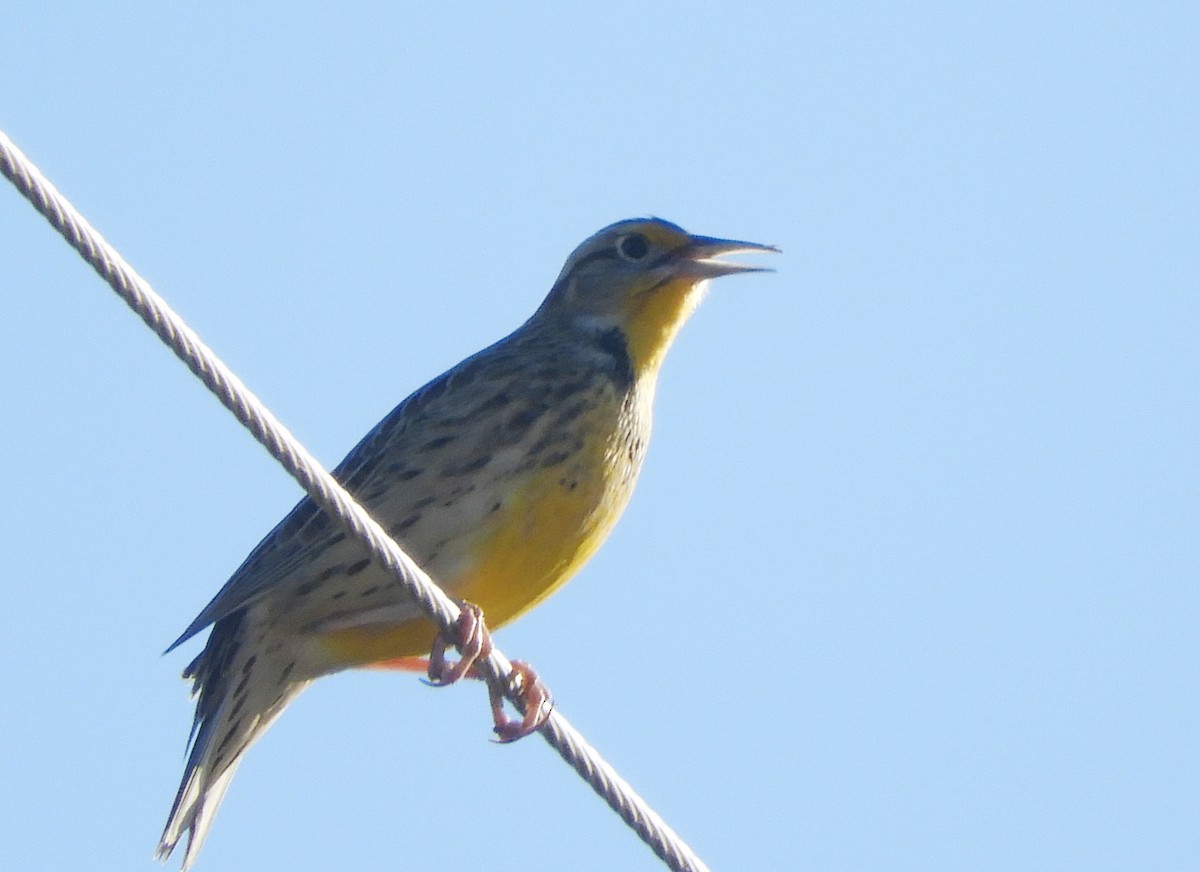 Western Meadowlark - ML643610363
