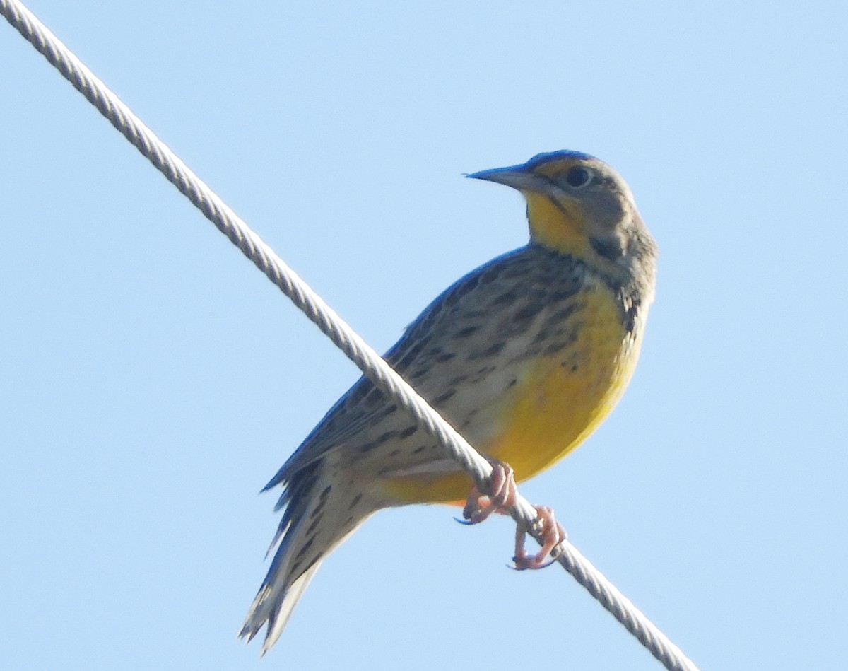 Western Meadowlark - ML643610364