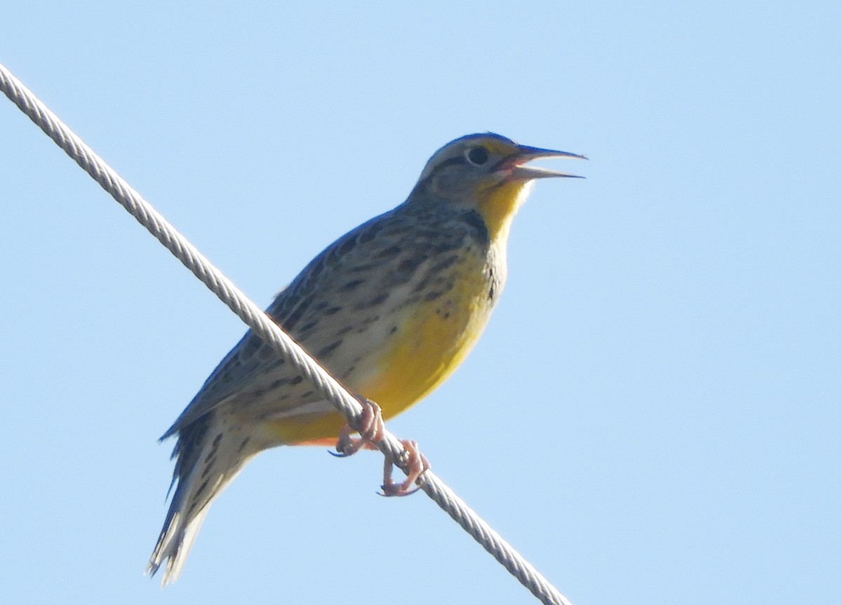 Western Meadowlark - ML643610365