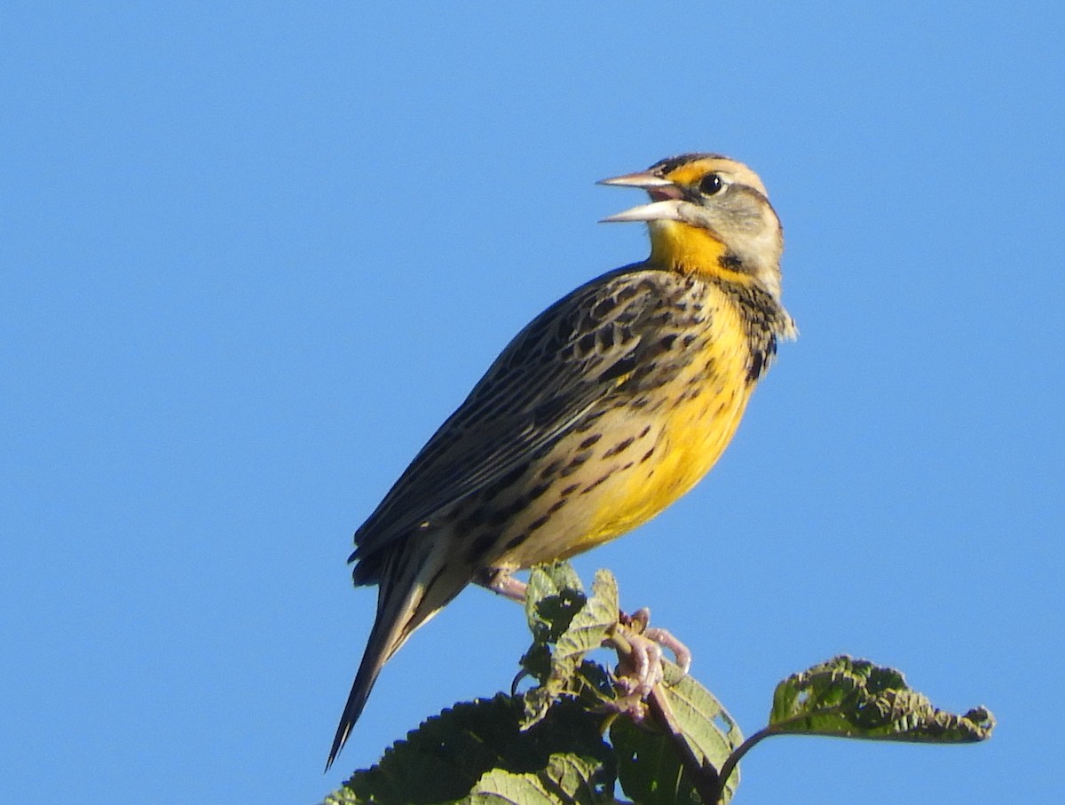 Eastern Meadowlark - ML643610371