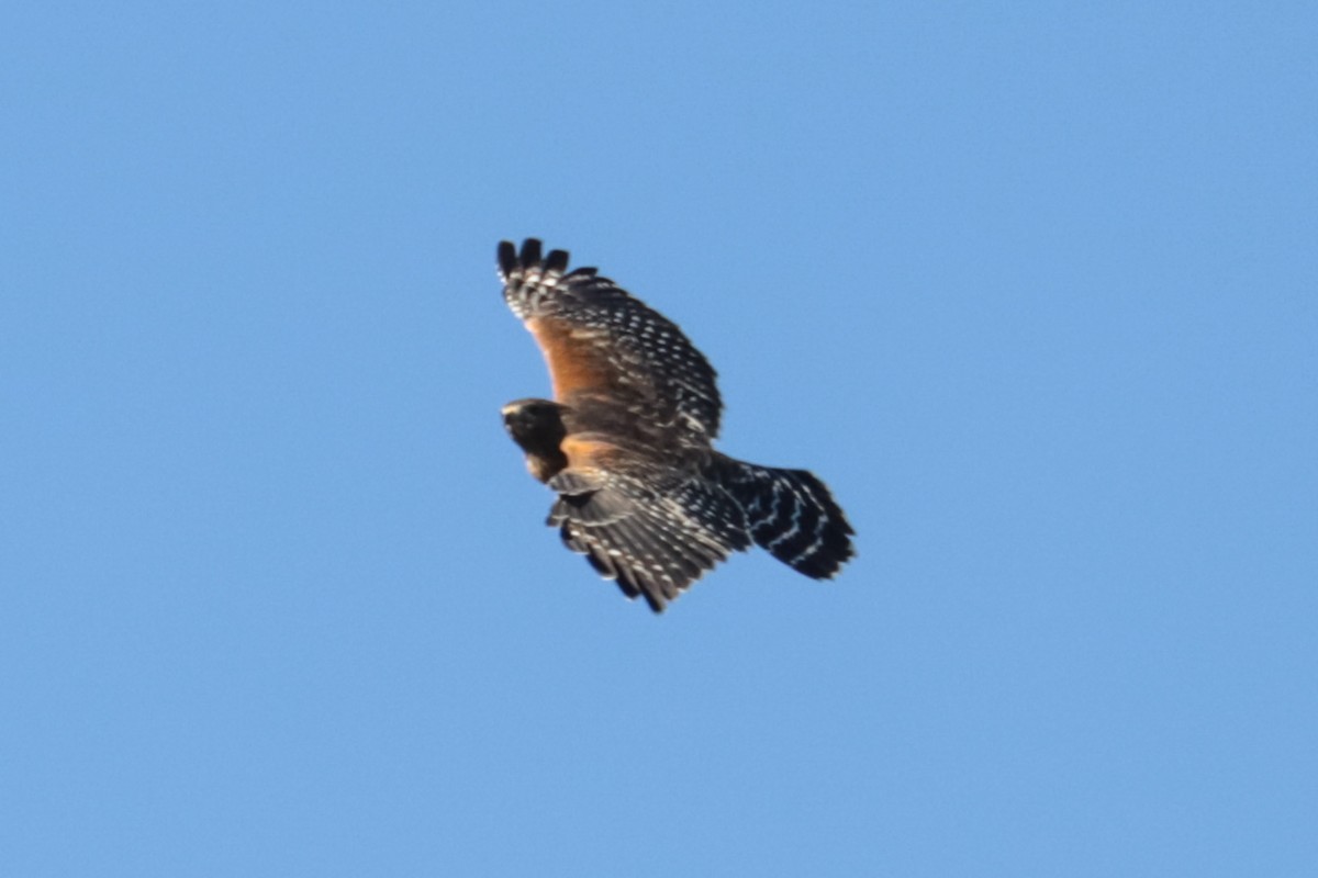 Red-shouldered Hawk - ML643610373