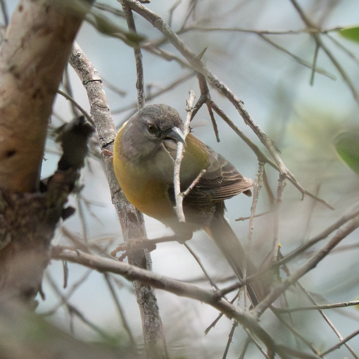 Gray-hooded Sierra Finch - ML643610396