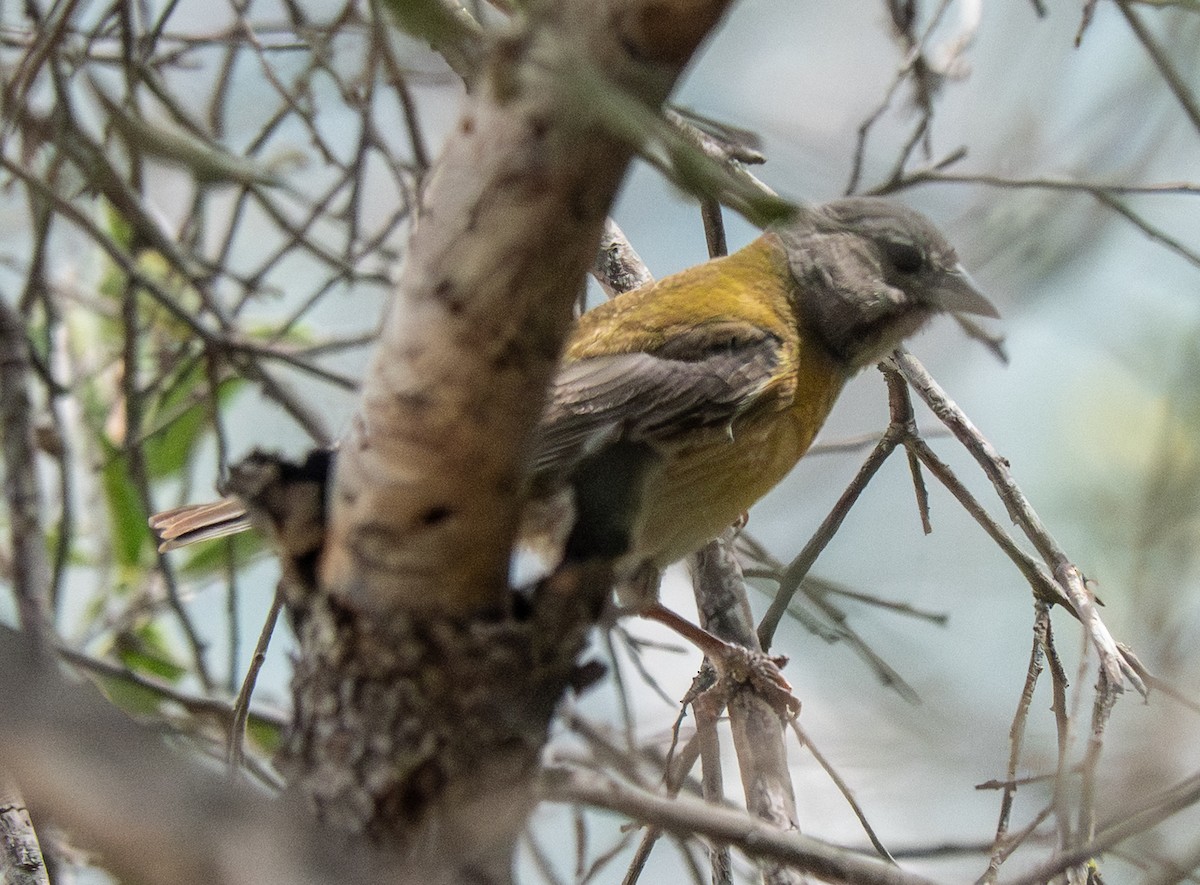 Gray-hooded Sierra Finch - ML643610397