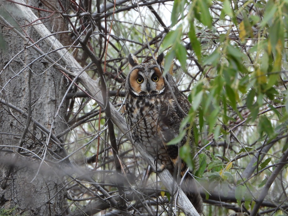 Long-eared Owl - ML643610398