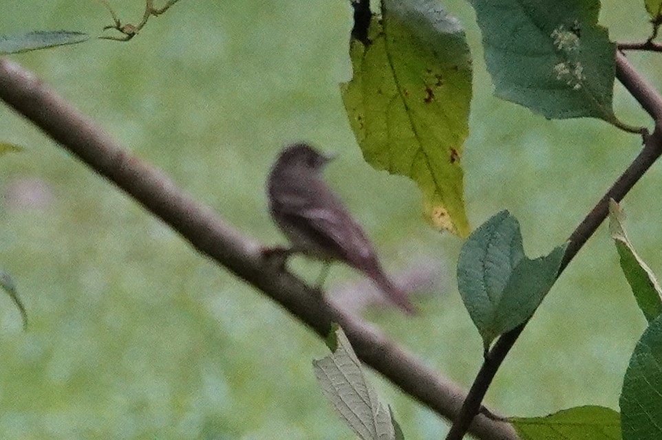 Alder Flycatcher - ML643610399
