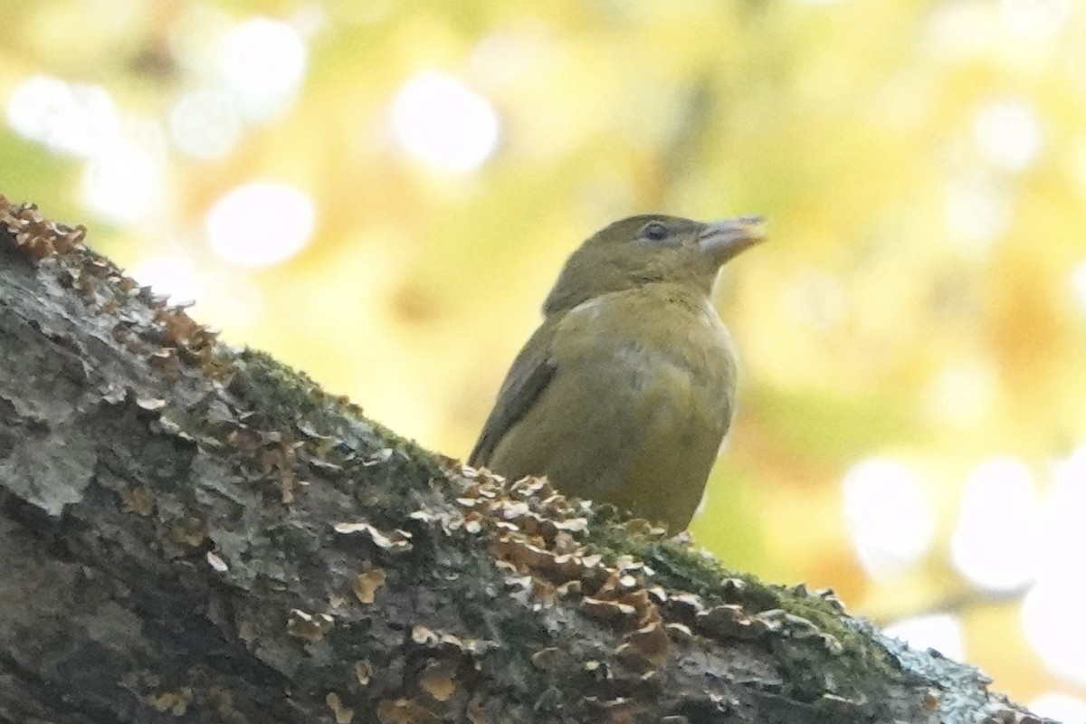 Summer Tanager - ML643610407