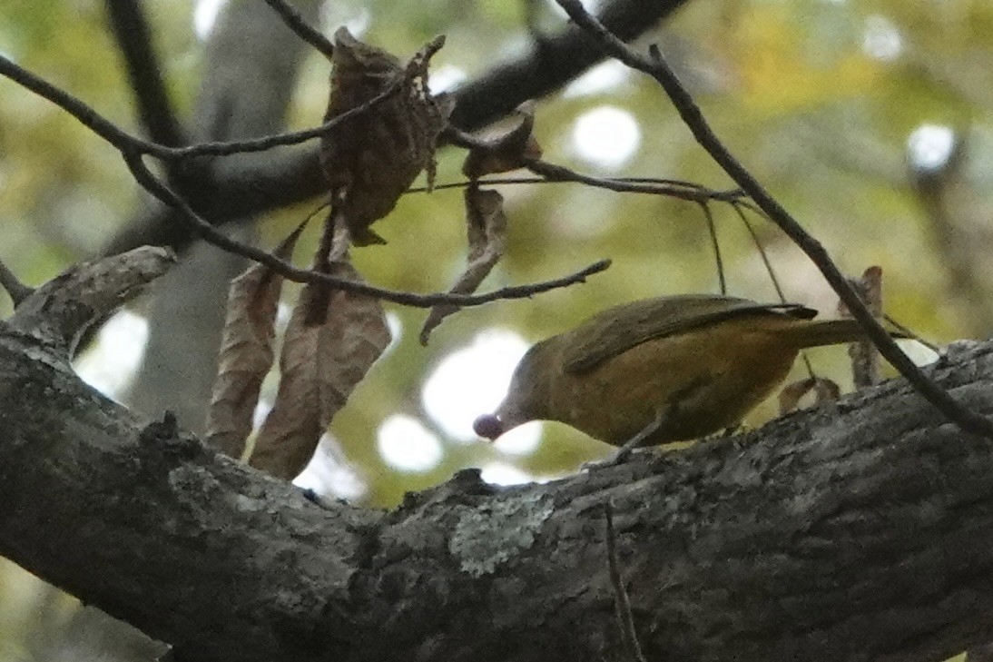Summer Tanager - ML643610408