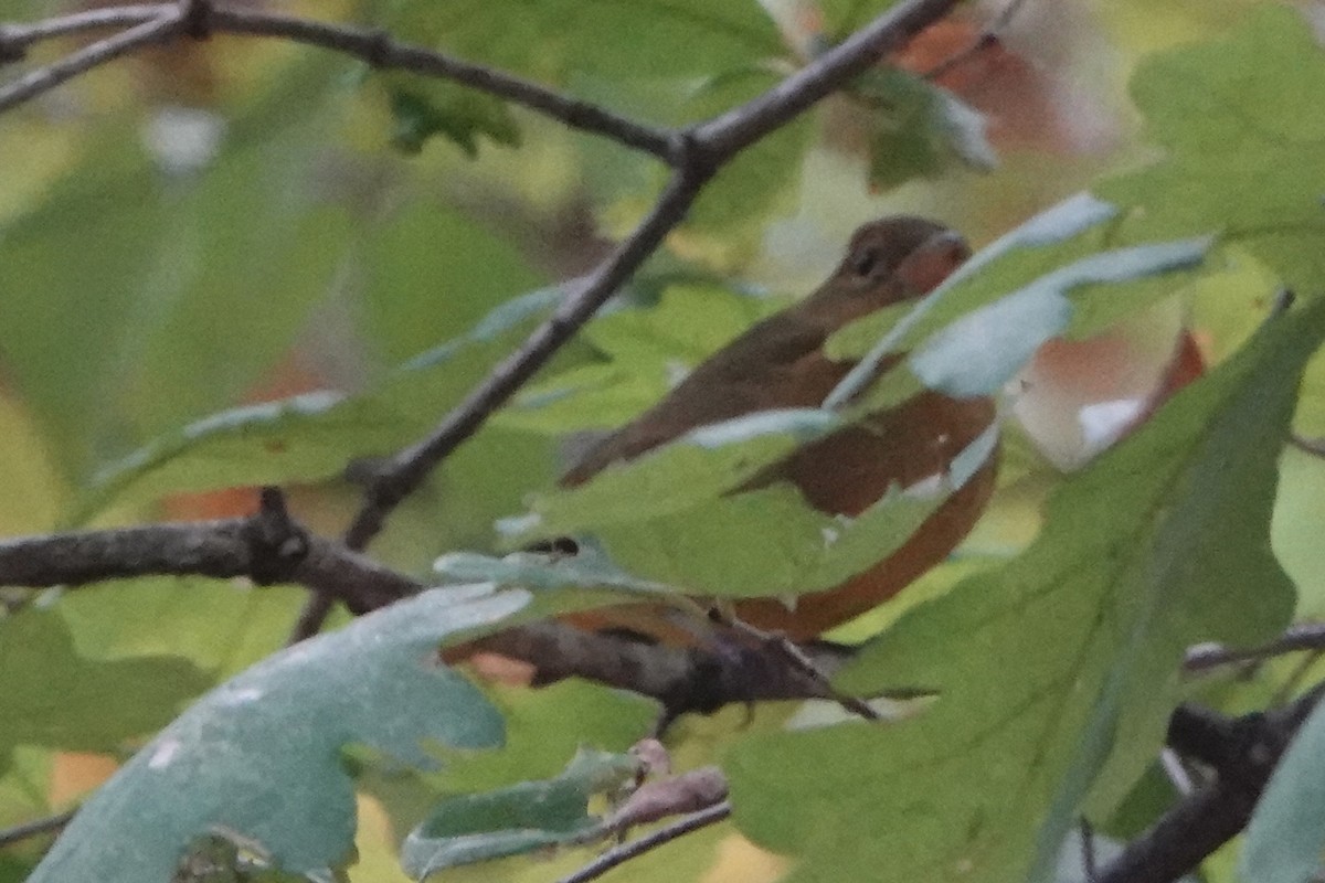 Summer Tanager - ML643610409
