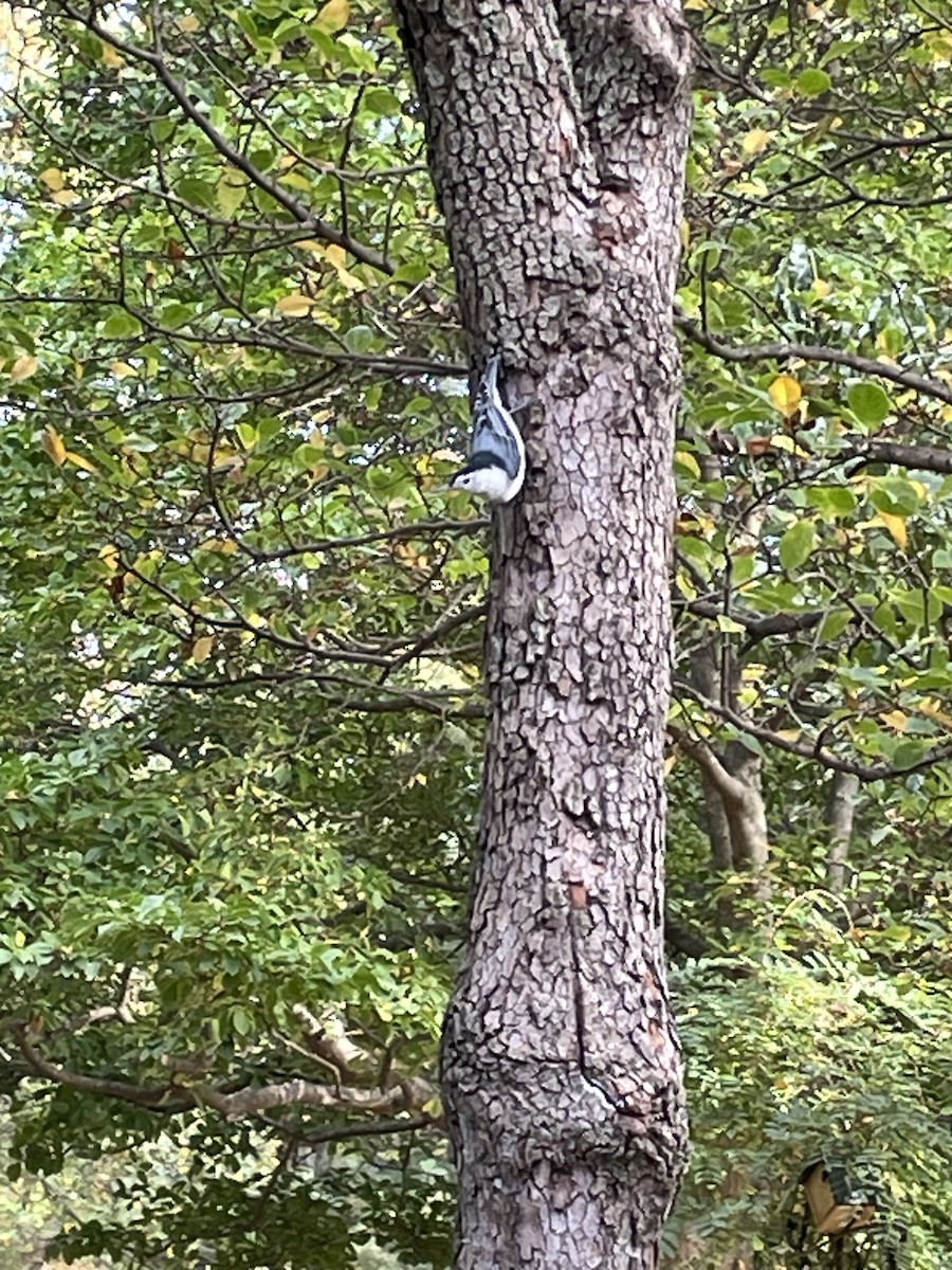 White-breasted Nuthatch - ML643610428