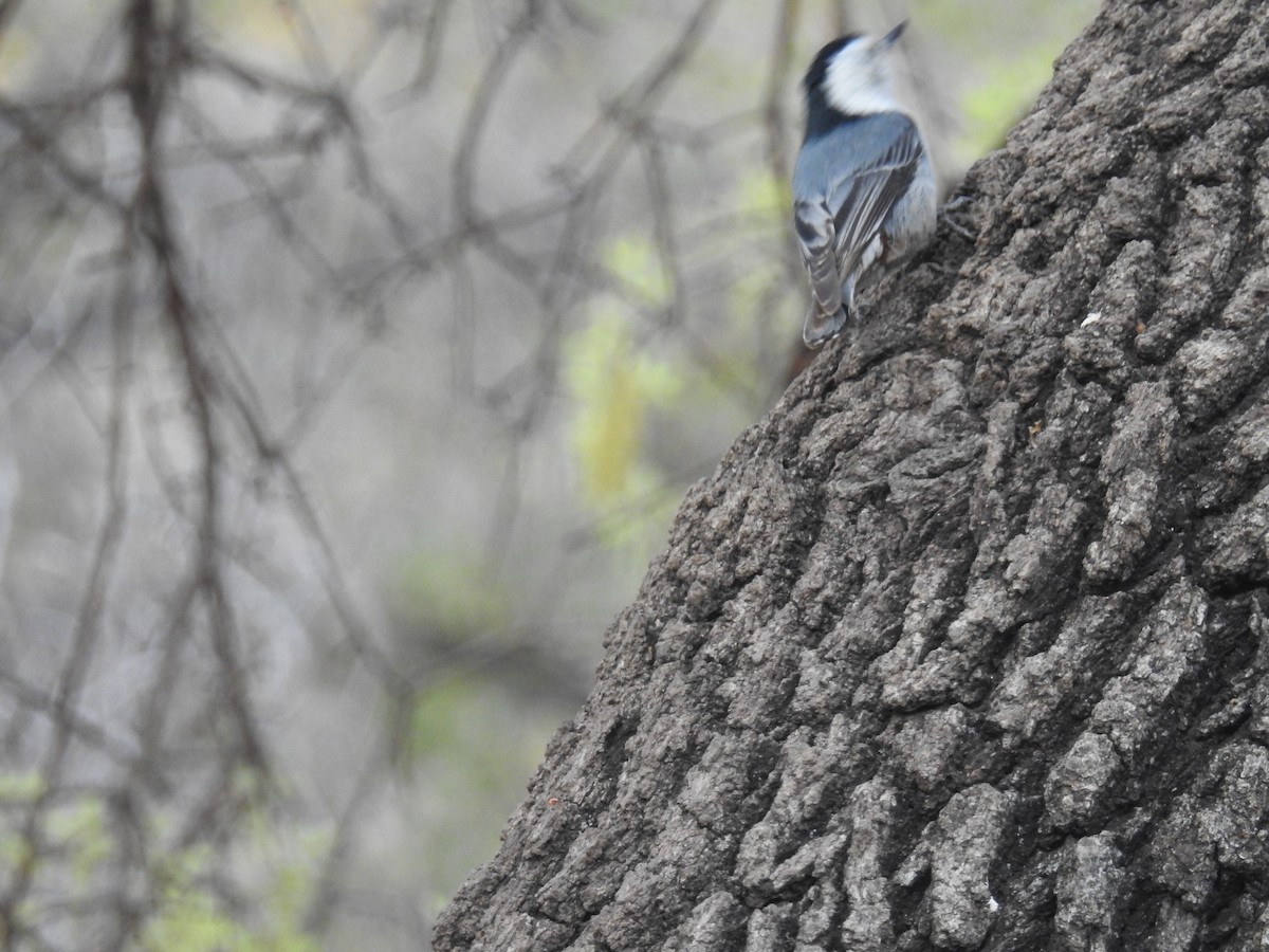 White-breasted Nuthatch - ML643610429