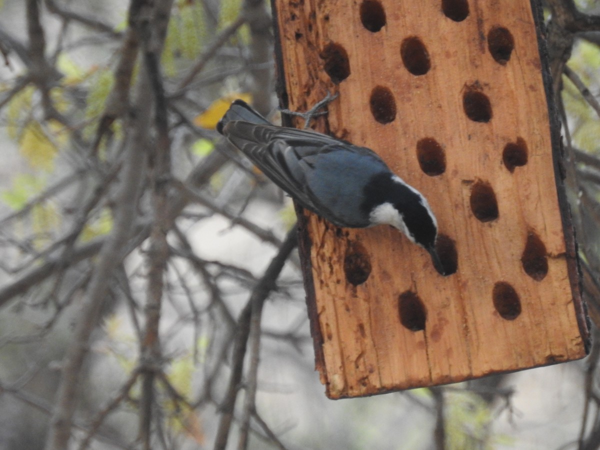 White-breasted Nuthatch - ML643610431