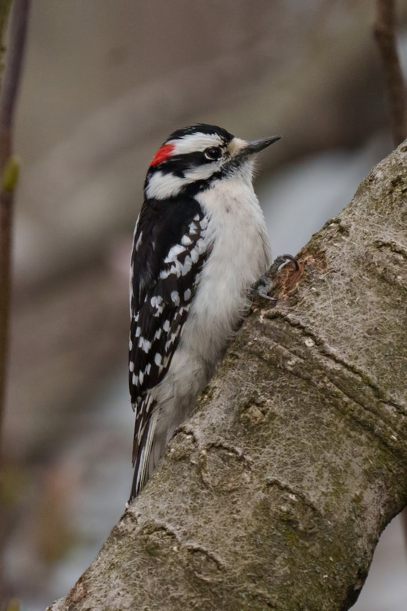 Downy Woodpecker - ML643610456
