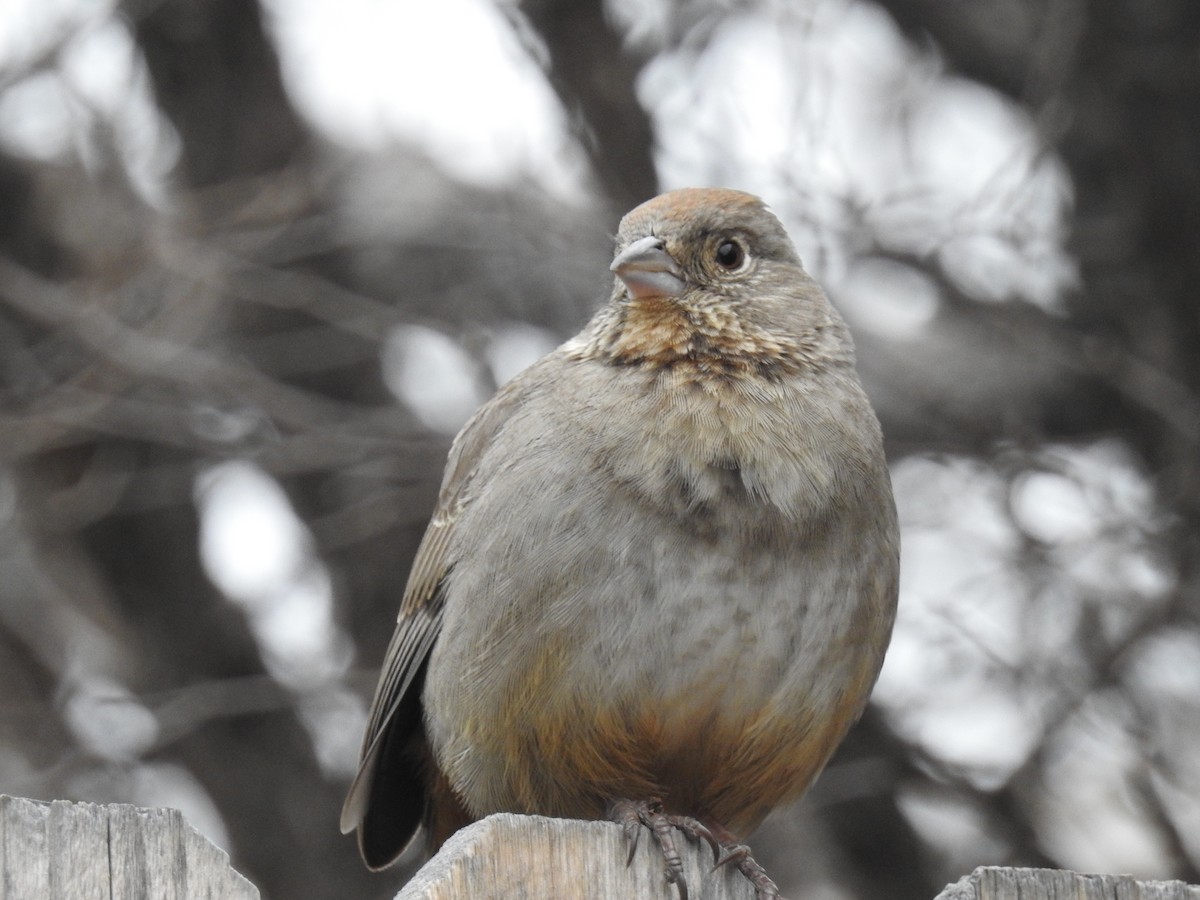 Canyon Towhee - ML643610475