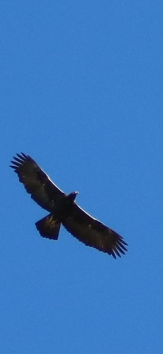 Golden Eagle - ML643610491