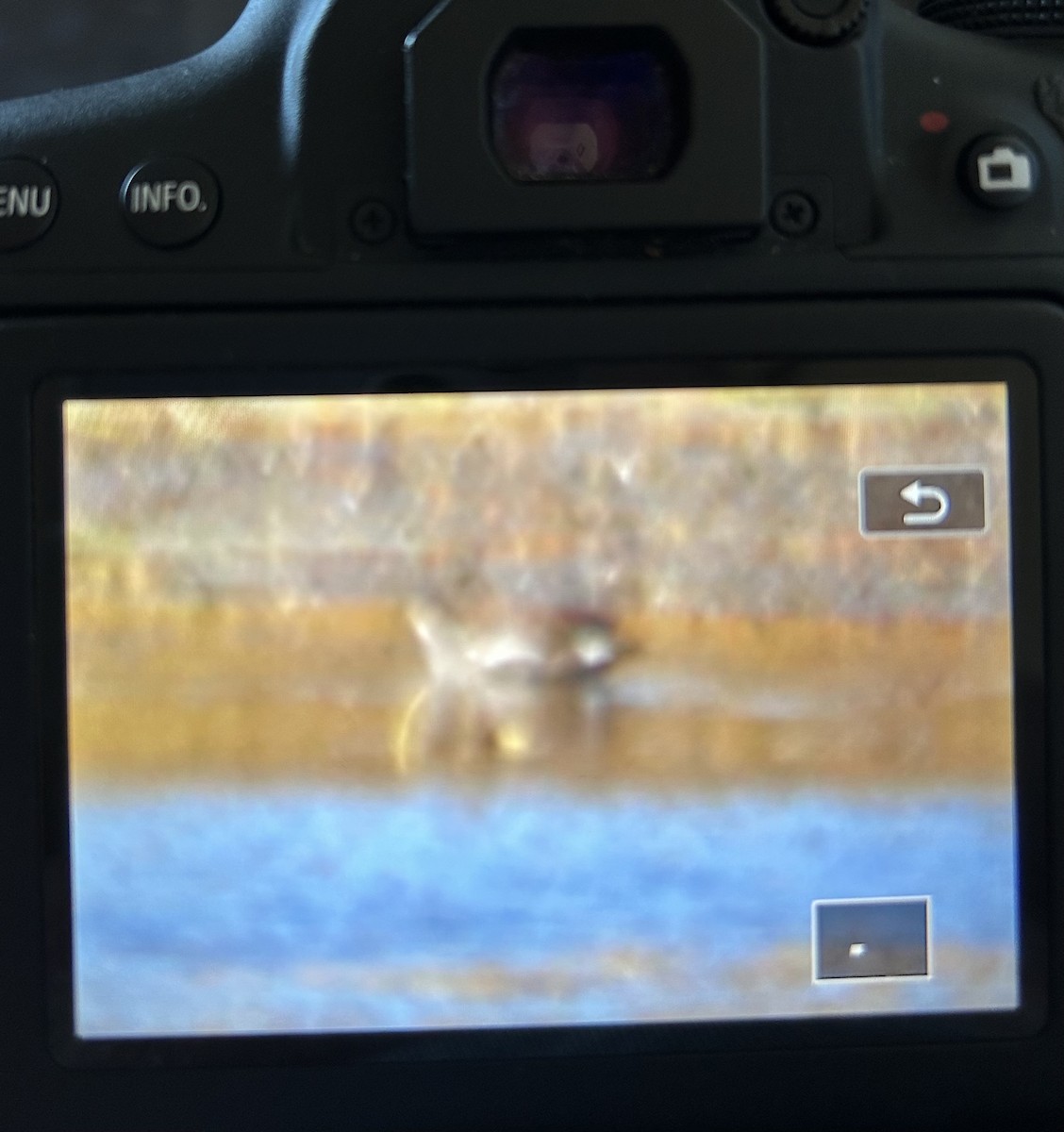 Common Gallinule - ML643610498