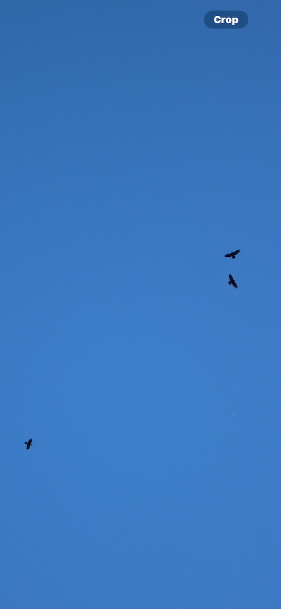 Common Raven - ML643610502