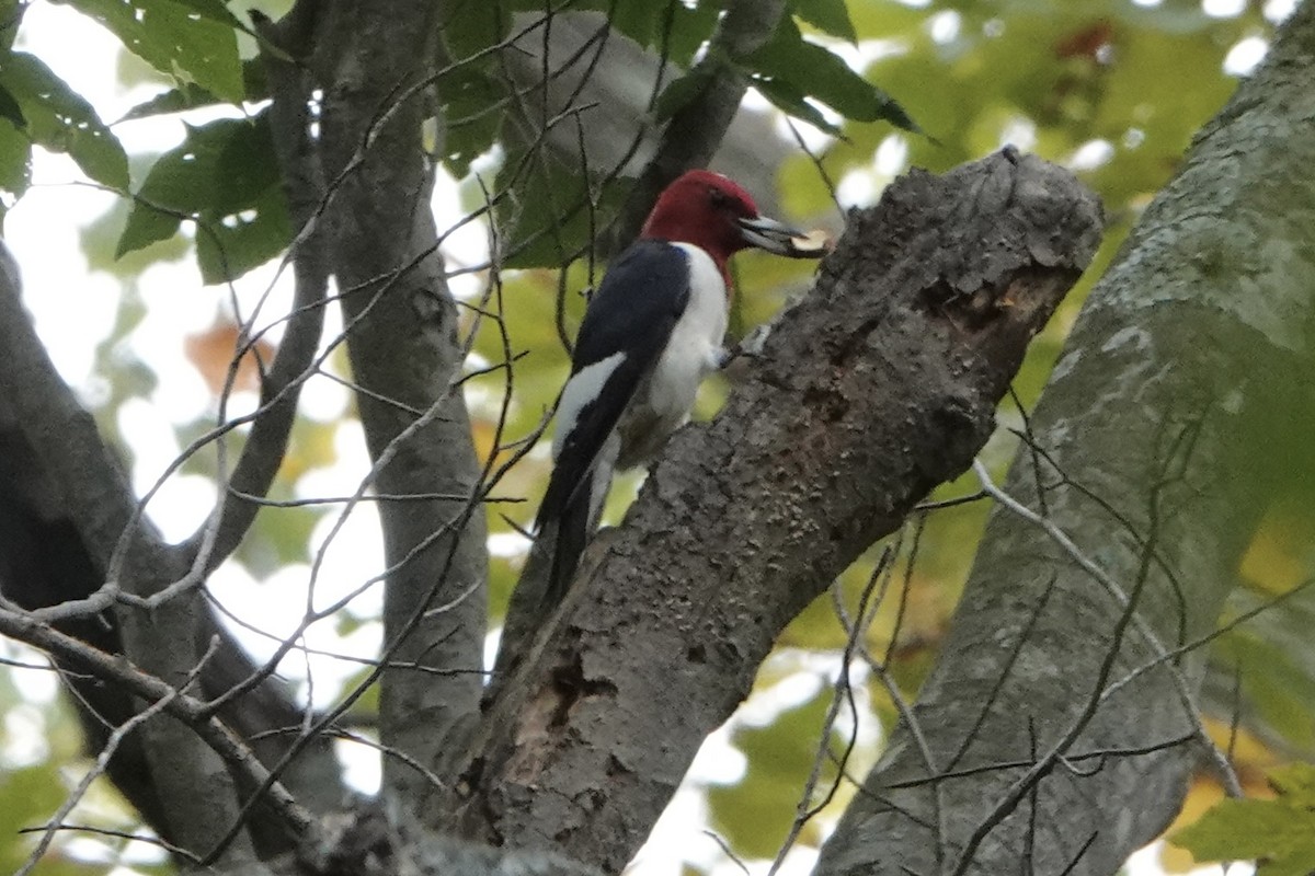 Red-headed Woodpecker - ML643610523