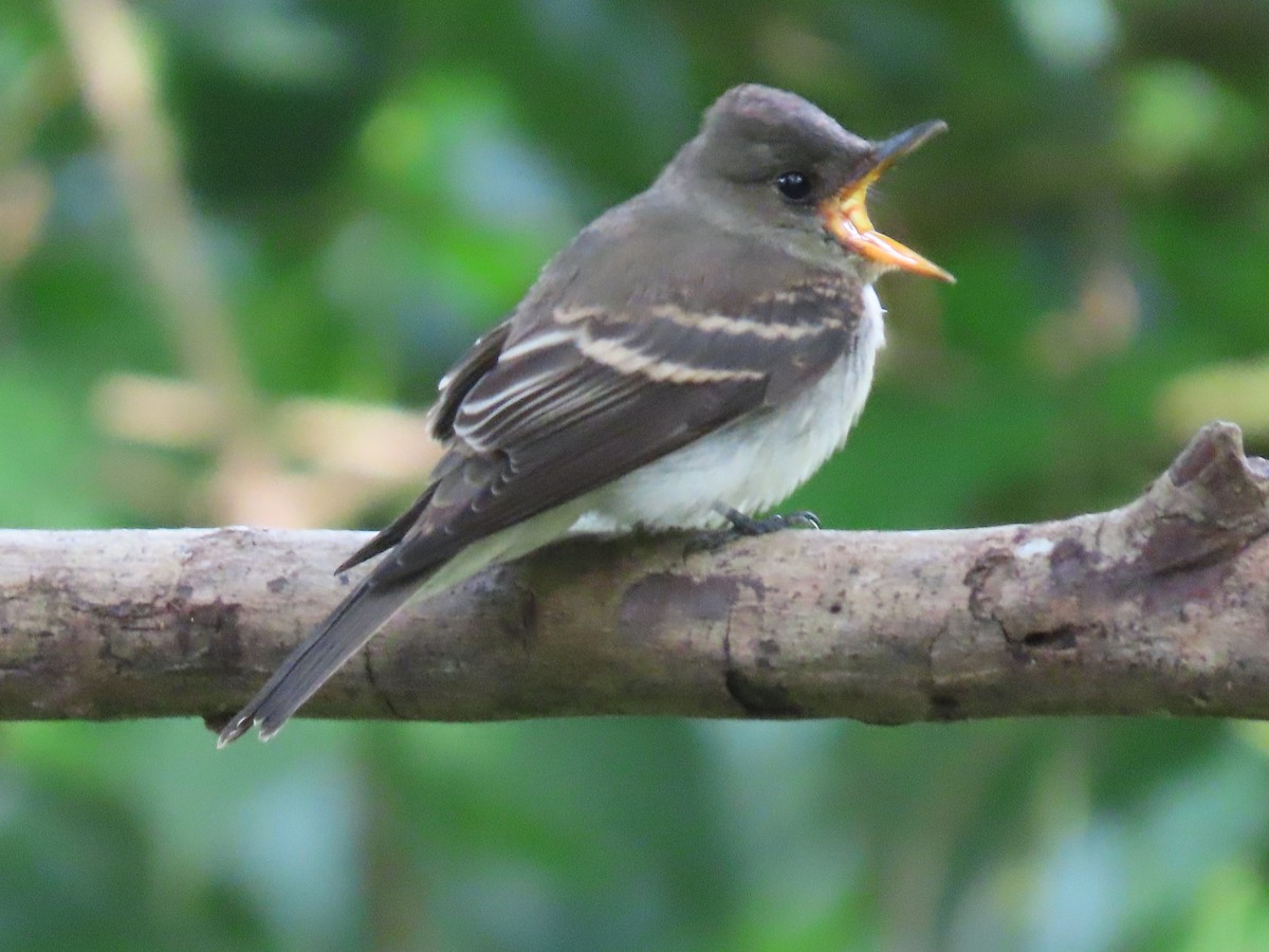 Eastern Wood-Pewee - ML643610563