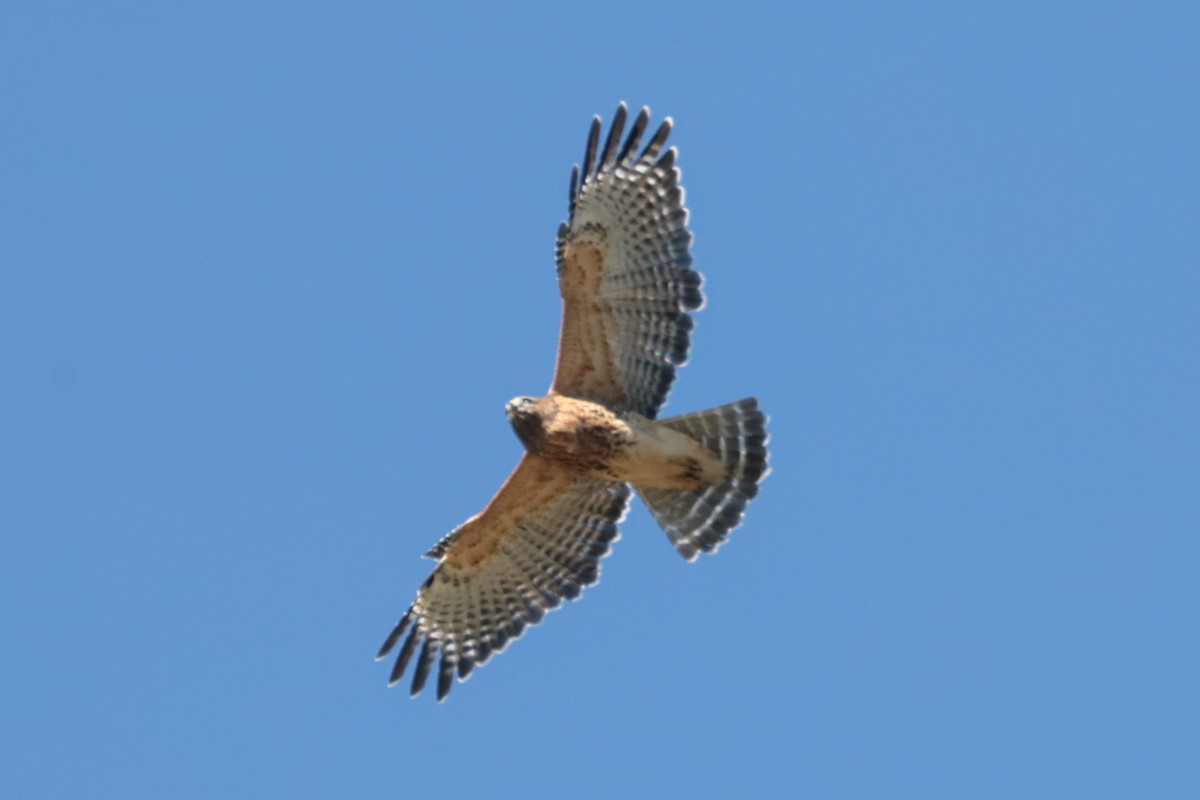 Red-shouldered Hawk - ML643610582