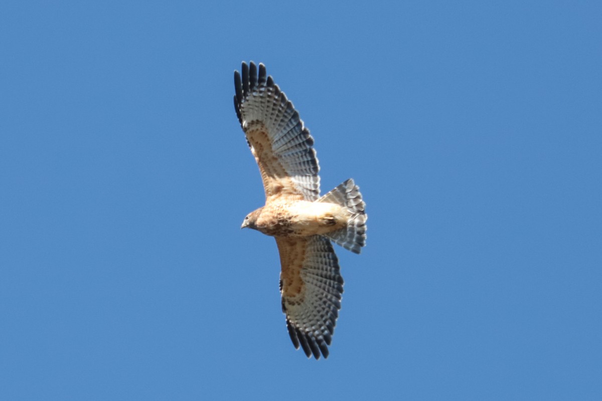 Red-shouldered Hawk - ML643610583