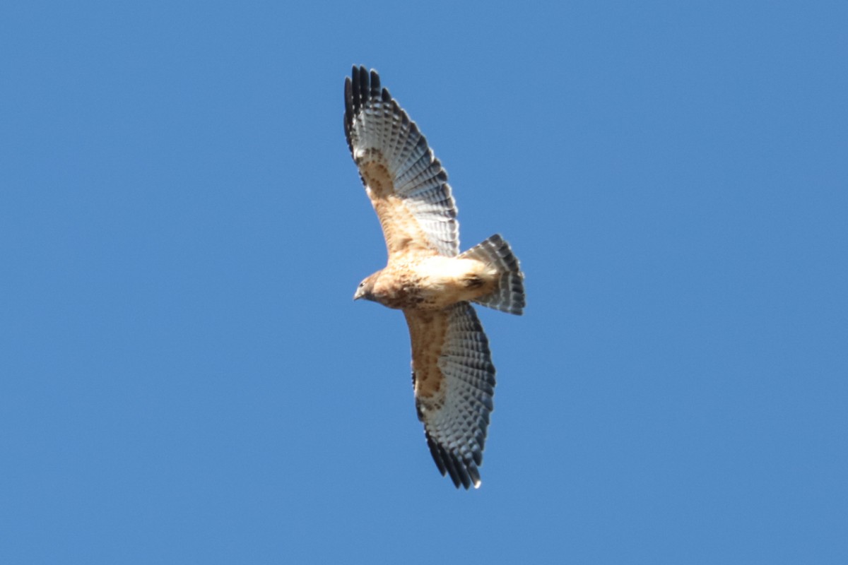 Red-shouldered Hawk - ML643610584