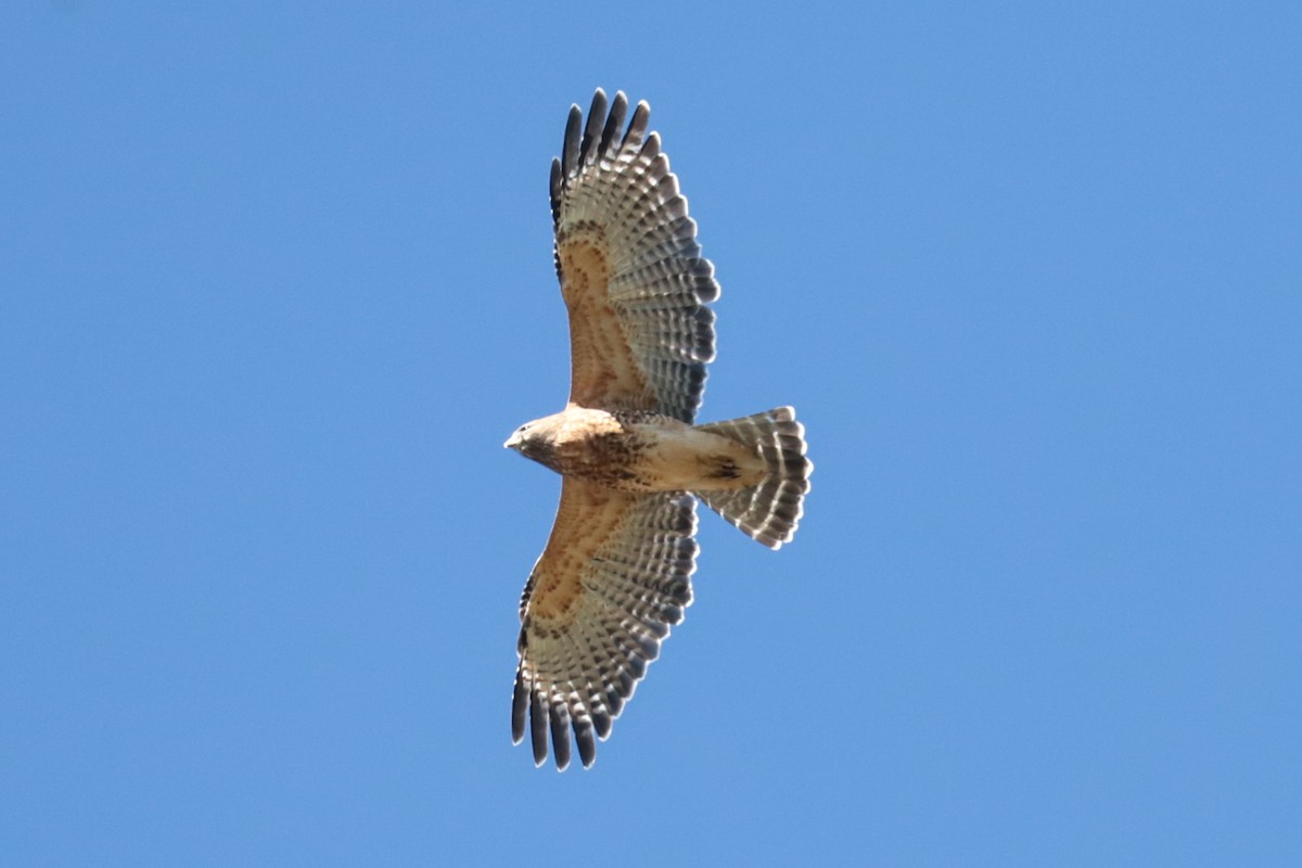 Red-shouldered Hawk - ML643610585